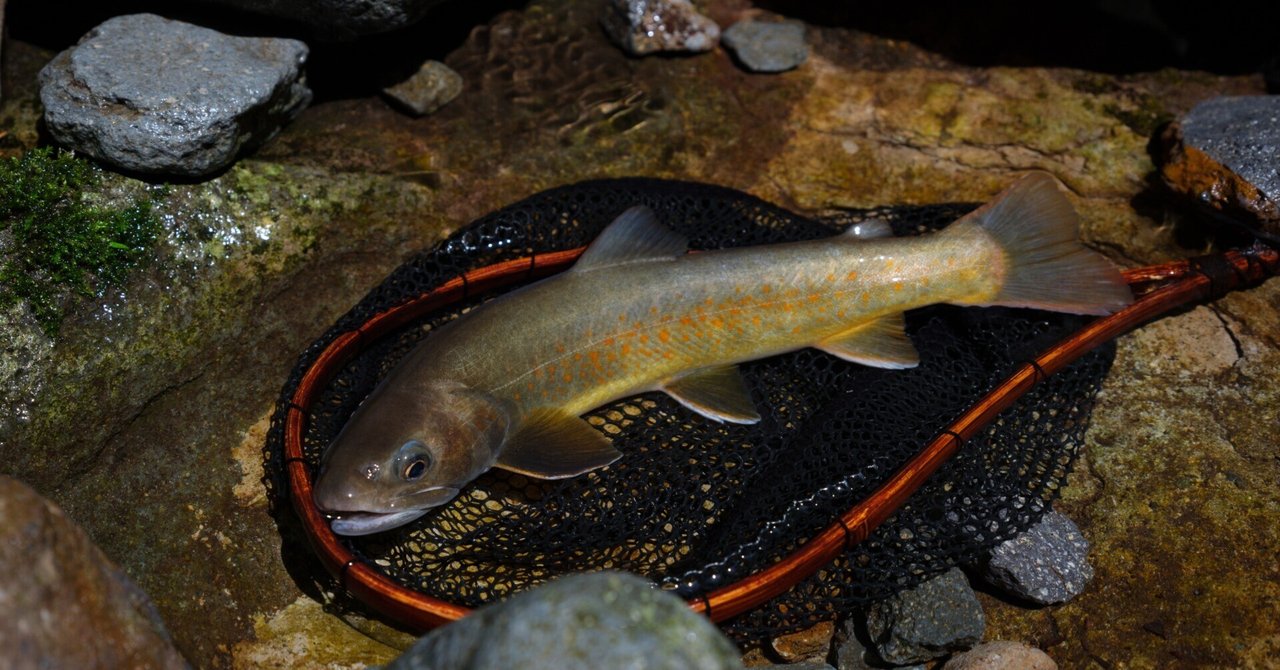 渓流釣り】木曽川水系 とある支流系の最高地点の岩魚を求めて