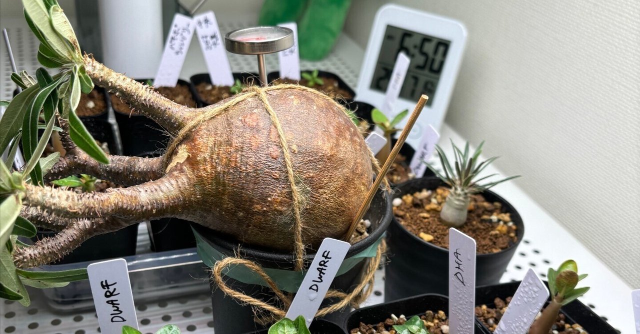 発根管理中のグラキリス落下事故😱｜園芸バタフライ