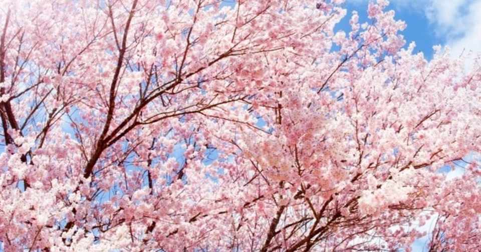 武道ガールズ 1 1 伝説の桜 仙道さくら いそg Note