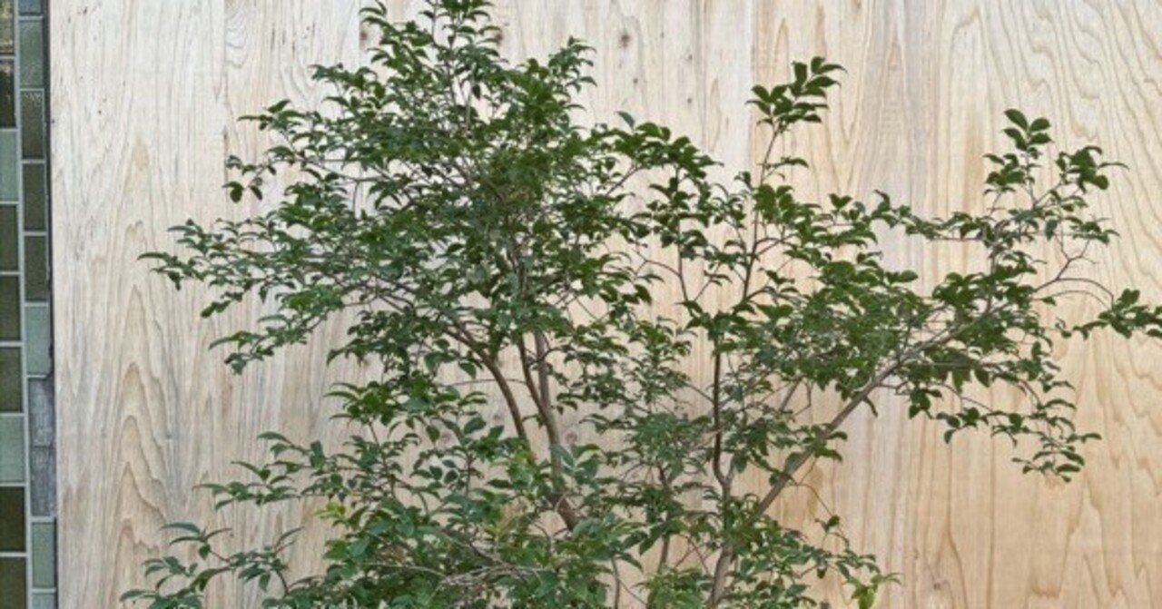 ジャボチカバの育て方｜花屋のラフ