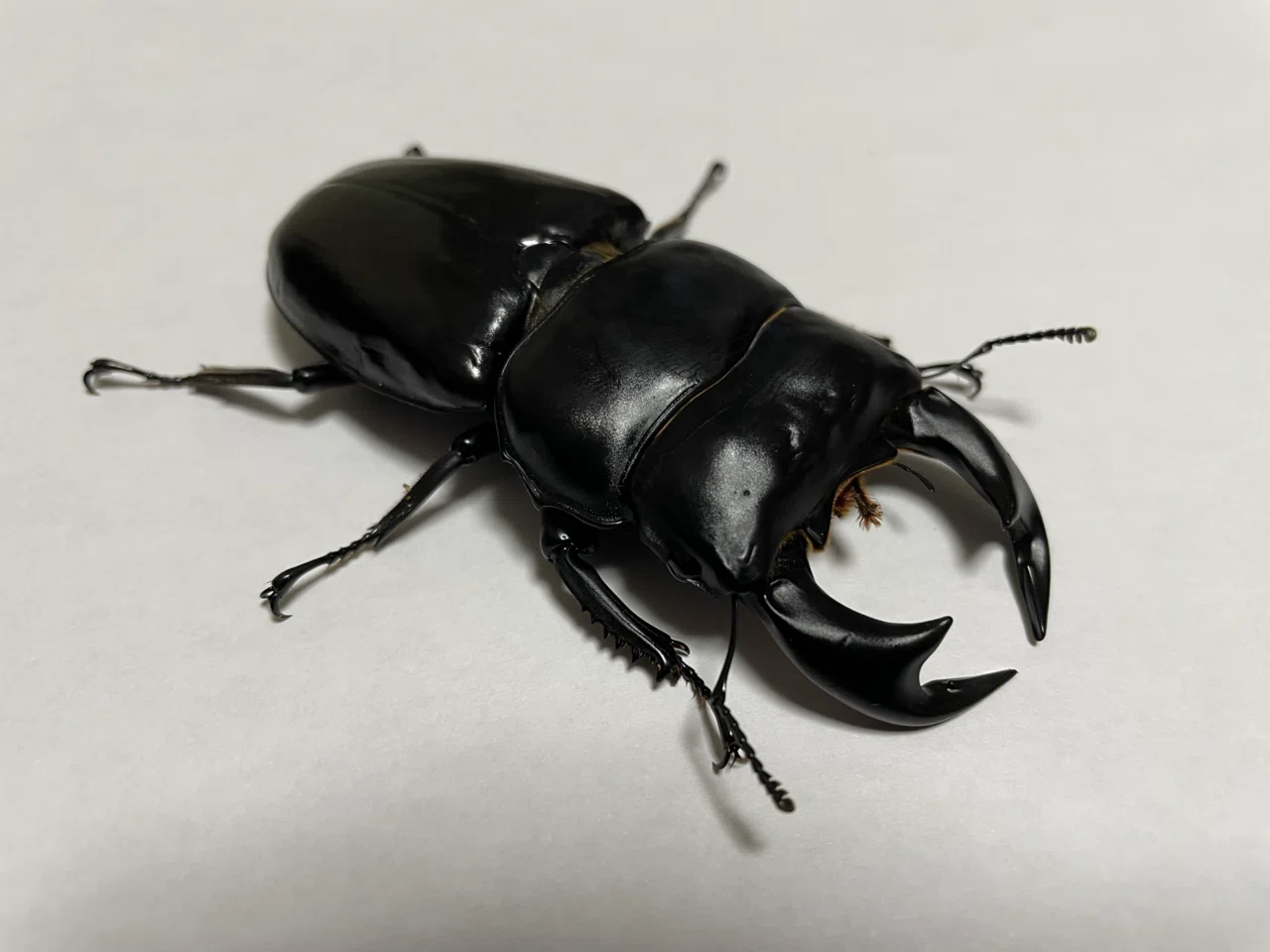 インドアンタエウス90mm目指します｜Stag Beetle