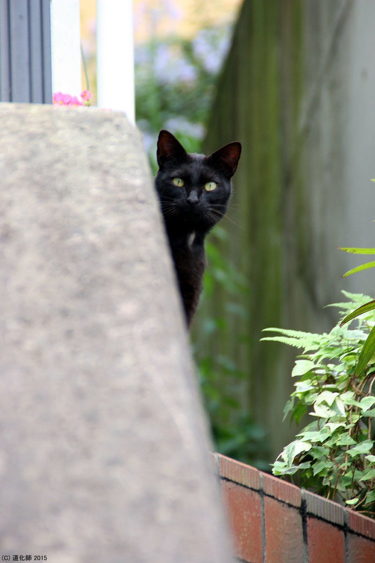 Stray cat 138 #photo #写真 #cat #猫 #ねこ #ネコ #猫写真 #ねこのきもち #癒し #そぉーと覗いて見てごらん