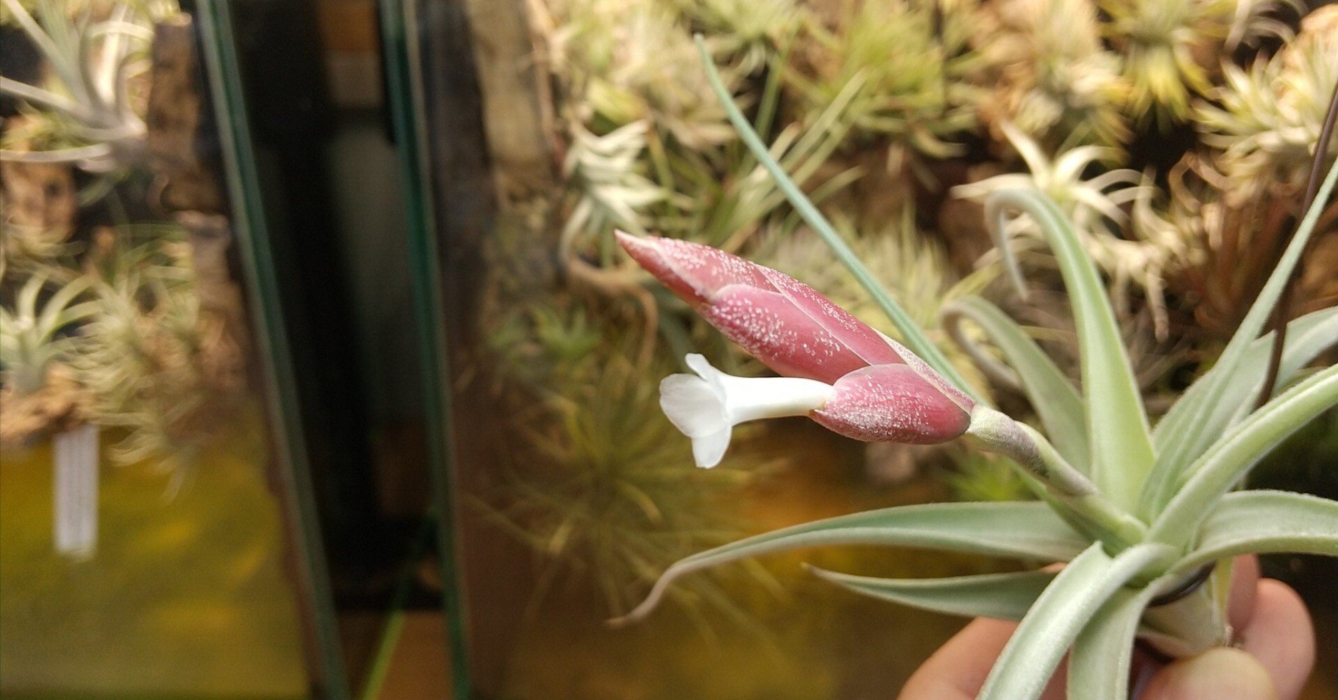 チランジア入荷リスト8/31｜NatureGarden🌿神田