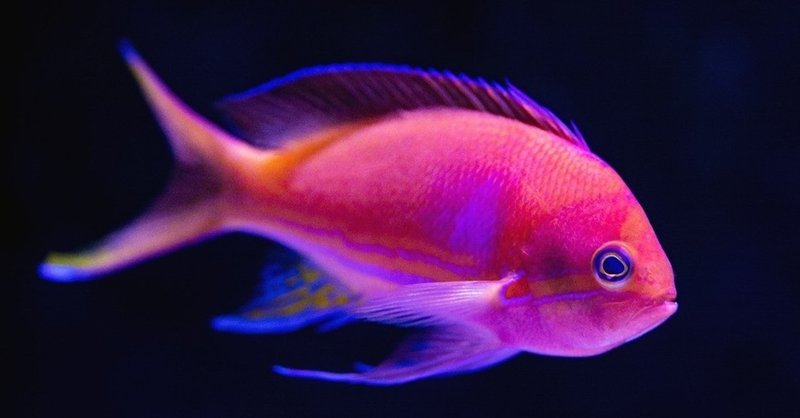 最も高名で最も曖昧な熱帯魚 電楽サロン Note