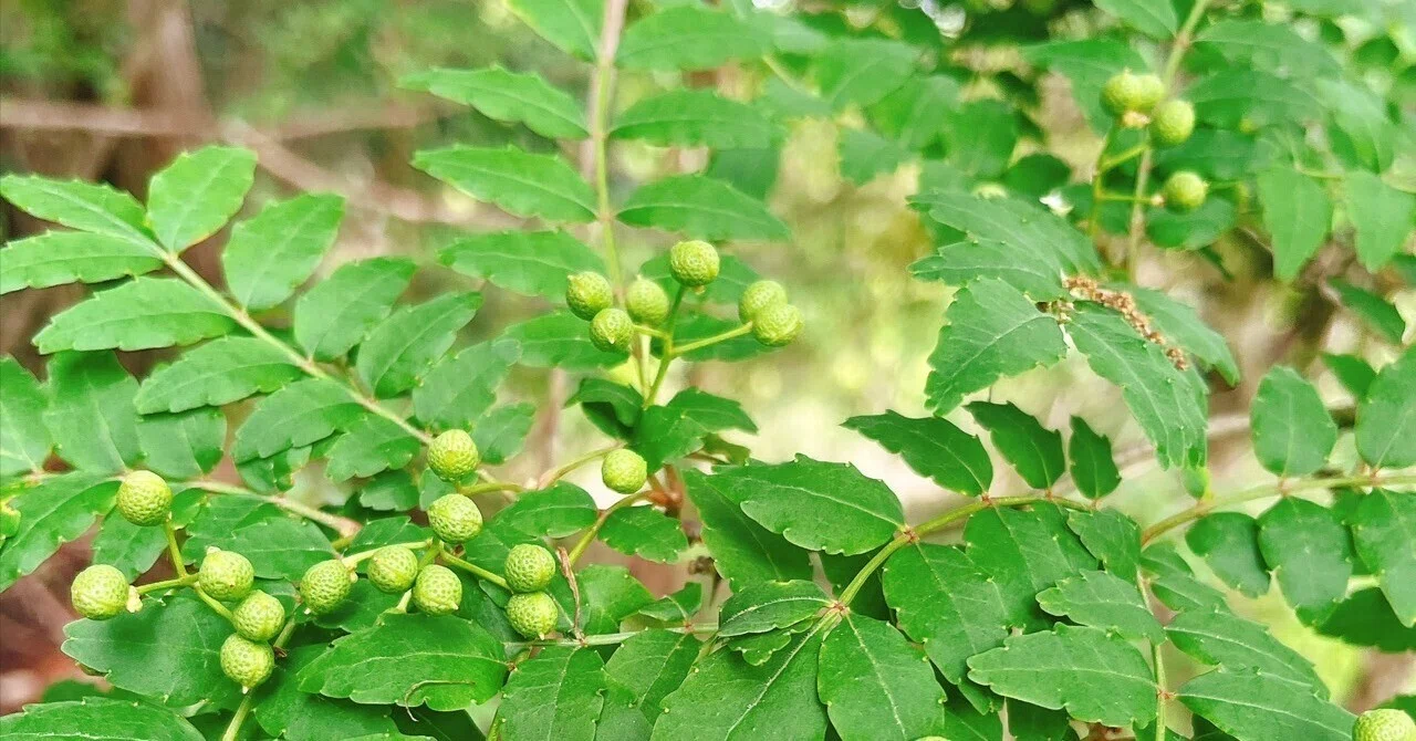 実山椒 自生 20センチ （実山椒の塩漬け～初夏の爽やかさをそのまま 