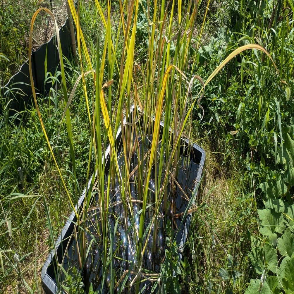 カタクリ　　苗　※希望本数ありましたらコメントへ カタクリ 苗 ※希望本数ありましたらコメントへ カタクリ 苗 ※希望本数