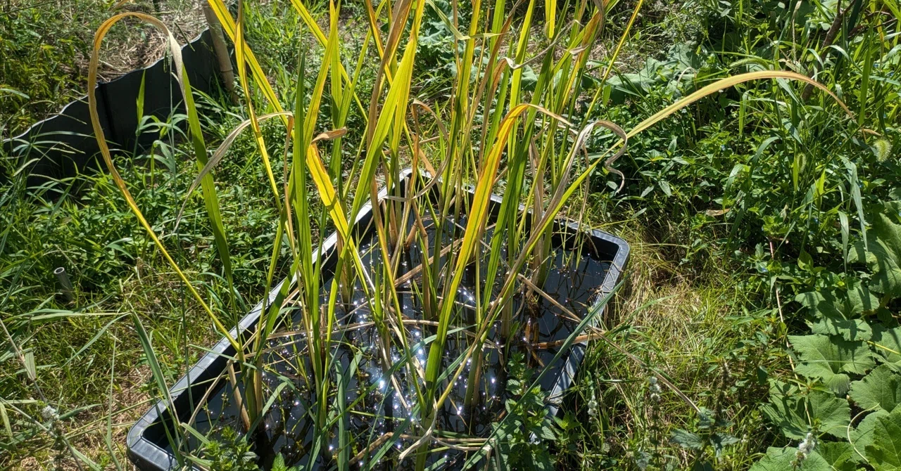 真菰 苗 自然栽培 100本以上