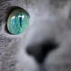 きゅう