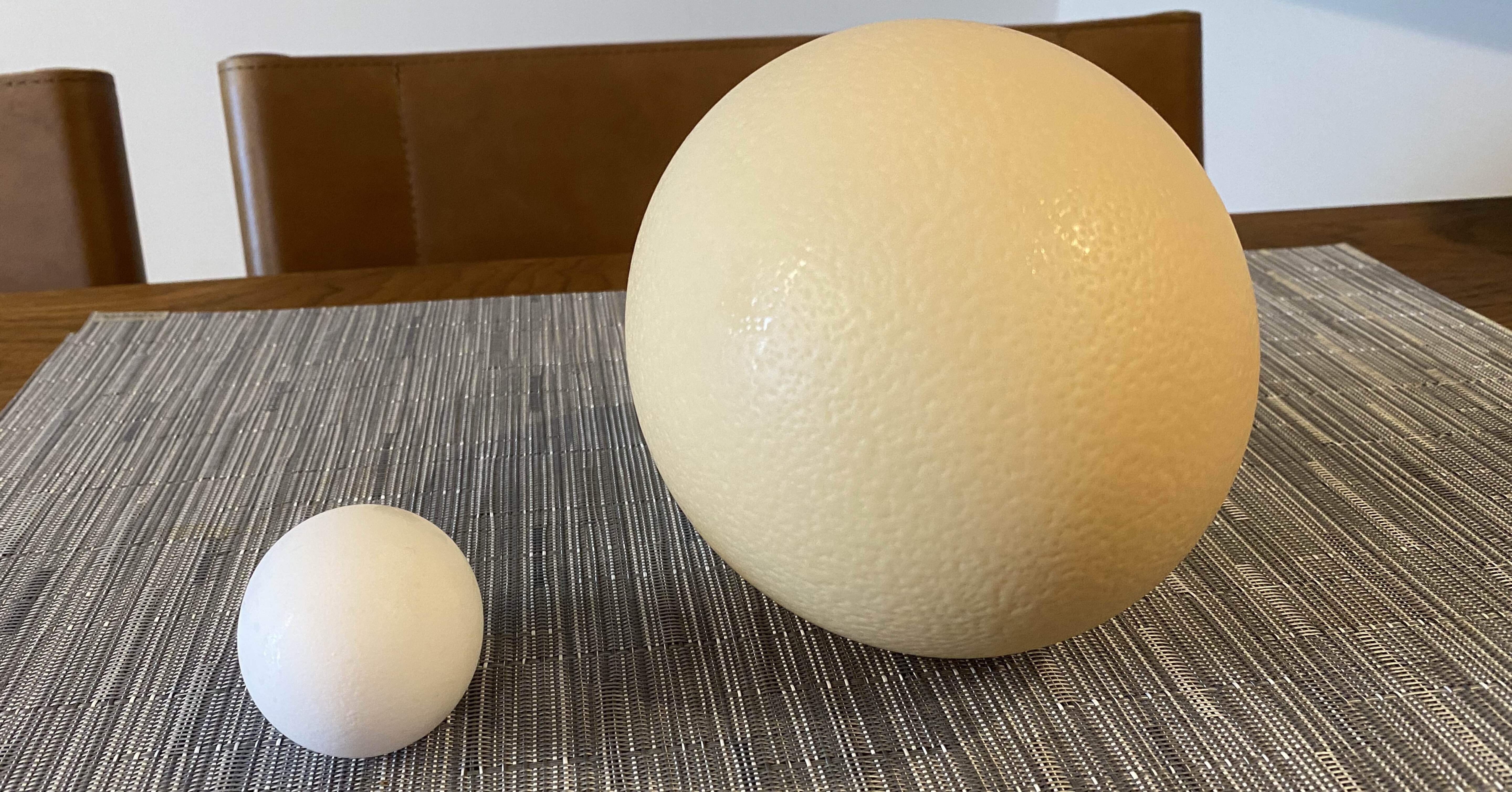 ダチョウの卵を茹で卵にする。｜渡辺樹