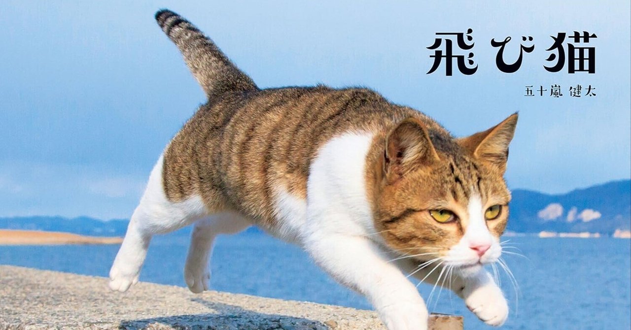 猫好き必見！おすすめ猫本特集｜おすすめの本を紹介しまくる人