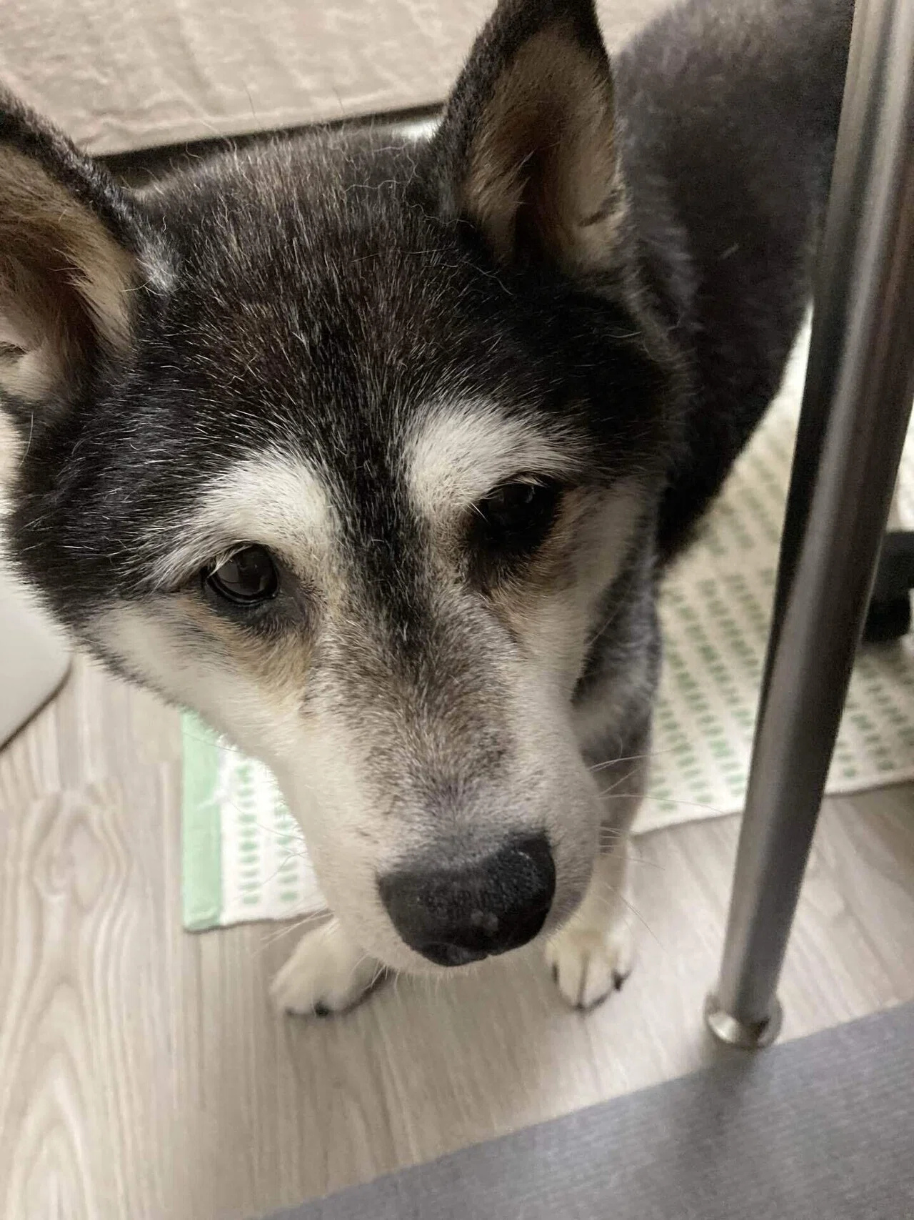 15歳柴犬、前庭疾患闘病記。26日目で突然立つ。｜谷崎泉