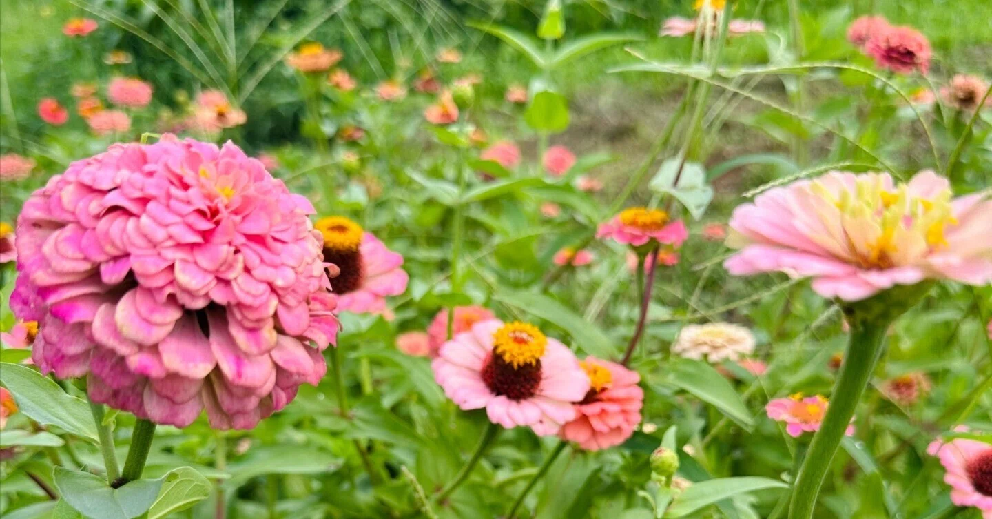 一、十、百、千、万・・・百日草は絆の花｜ichirin