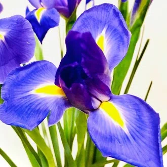 Iris（アイリス）