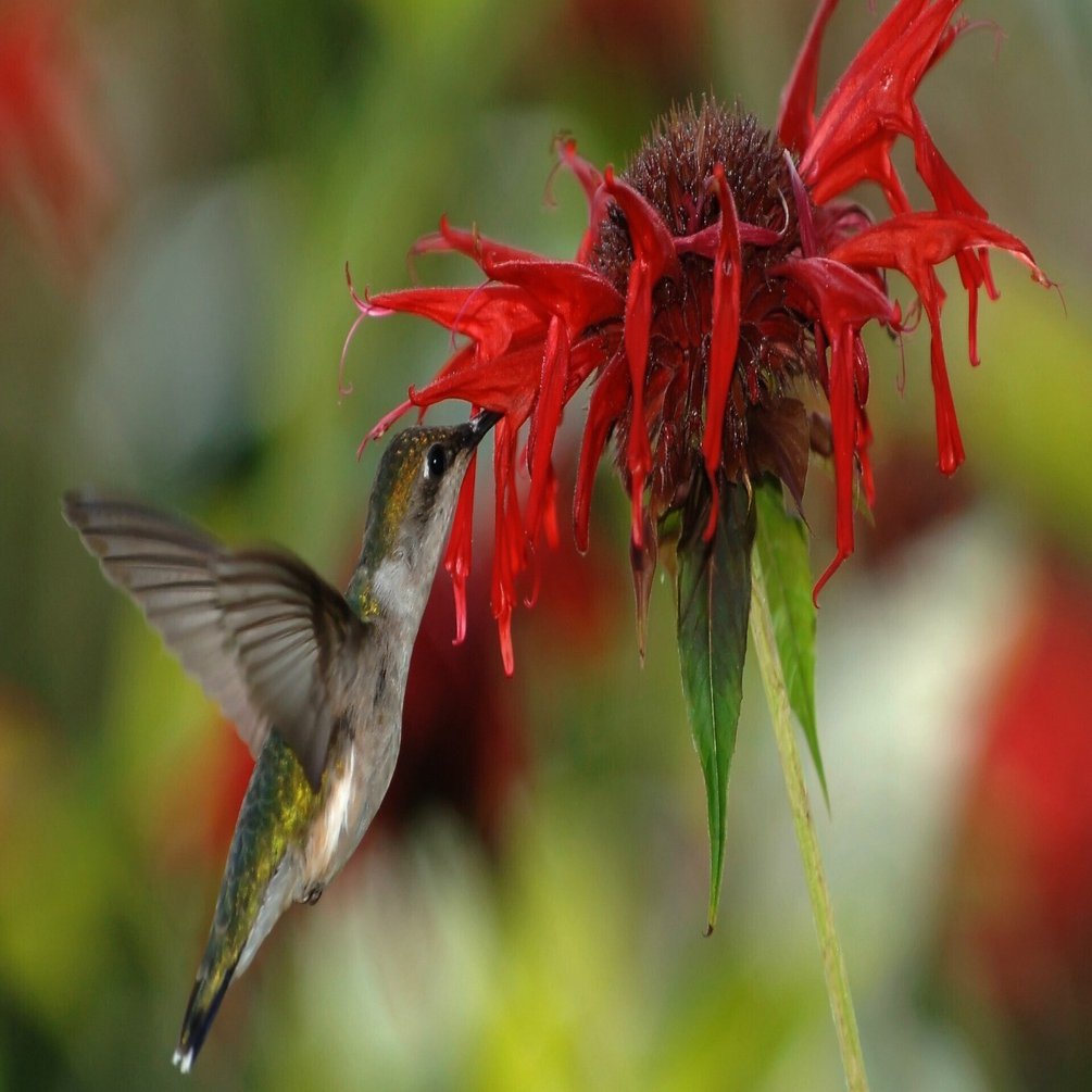 NYx鳥】鳥界の宝石、ハチドリを見つけた！｜とみー＠NY