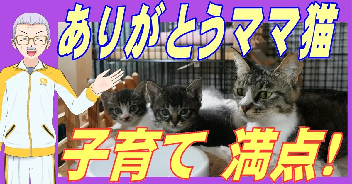 Community Cat Activities Part 63｜猫じい