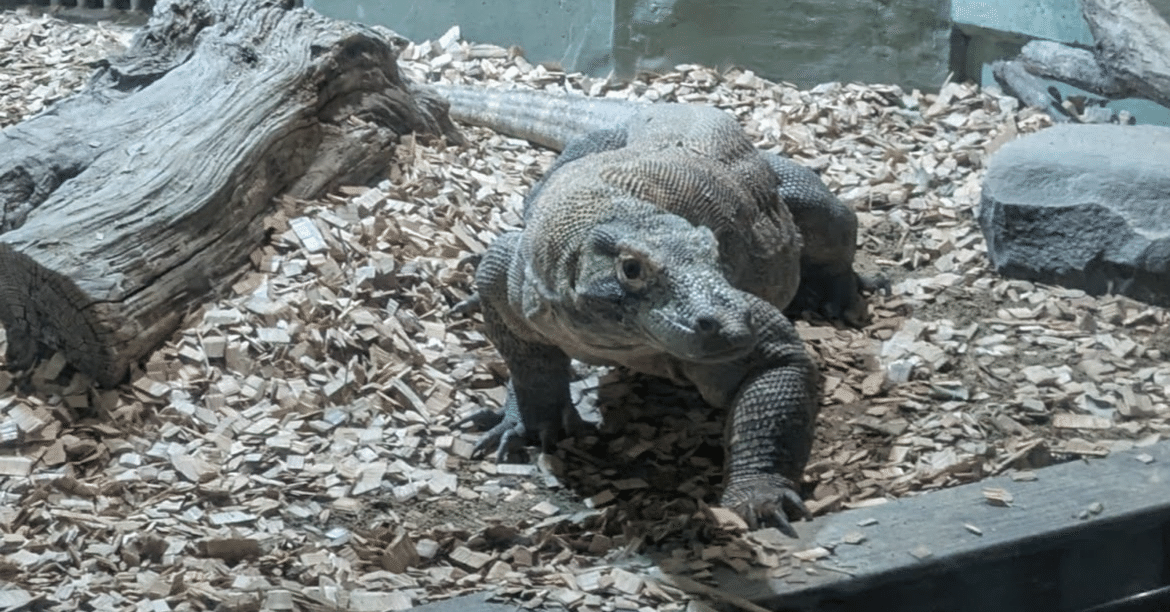 常連様確認用_コモドオオトカゲPLUS版 5492803420.g_400-w-st_g.jpg