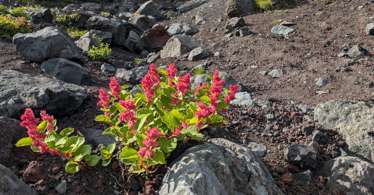 富士山の植物図鑑 ヨドバシ.com - 富士山の植物図鑑 [単行本] 通販【全品無料配達】