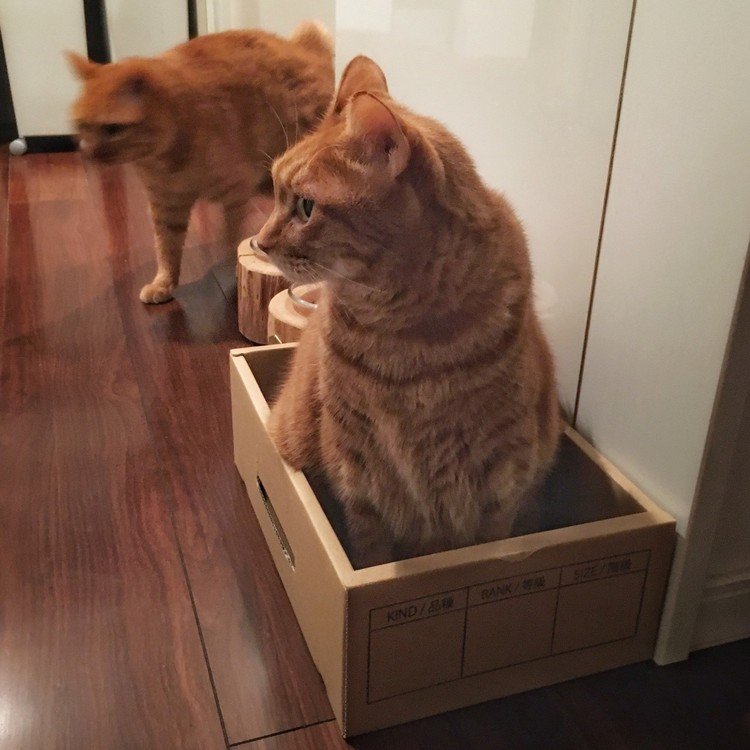 その箱は、深さがない、広さもない。でもボクは入りました。ゴロンとかしない、じーと座ってる。ちょっと小さめでも、「はい、どうぞ」ってママが置いたら、ボクは入りました。