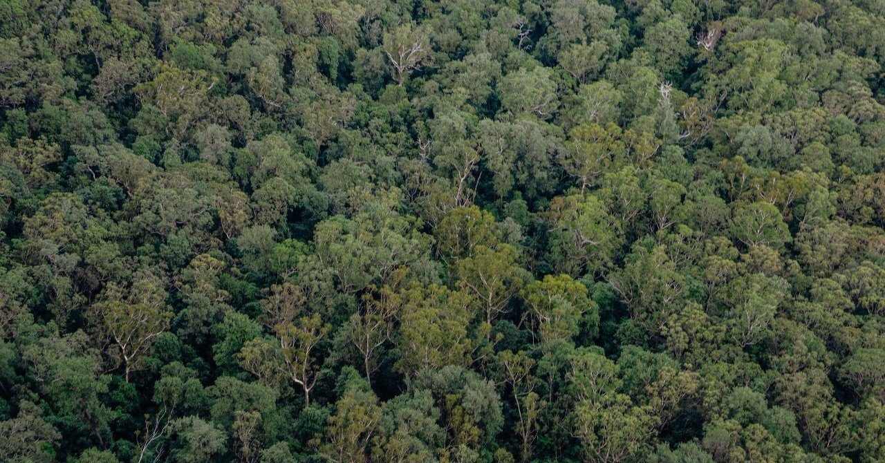 経済成長か 環境保全か アマゾンが燃える 中空麻奈 Bnpパリバ証券グローバルマーケット統括本部 副会長 経済成長か 環境保全か アマゾンが燃える 中空麻奈 Bnpパリバ証券グローバルマーケット統括本部 副会長