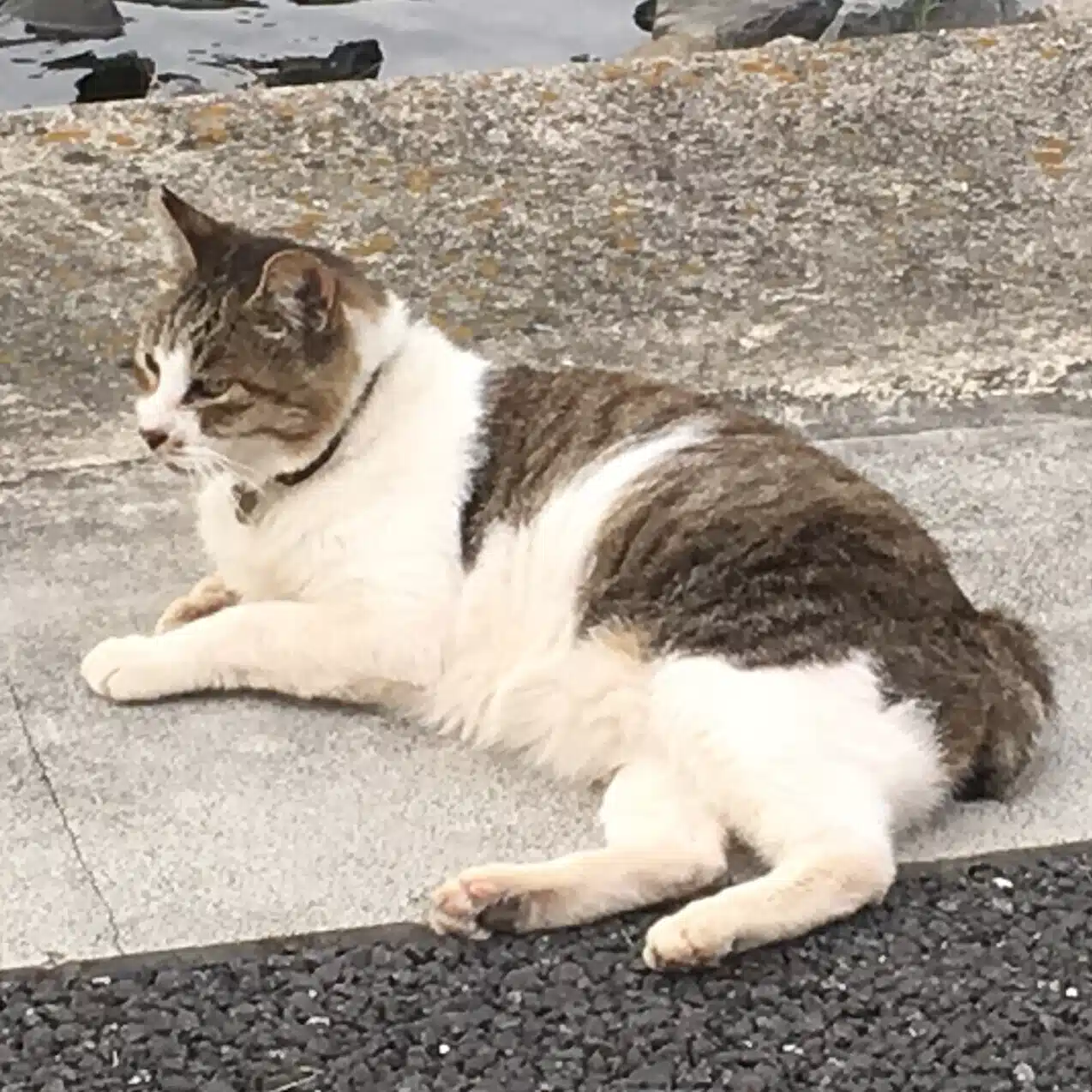 あらやっと