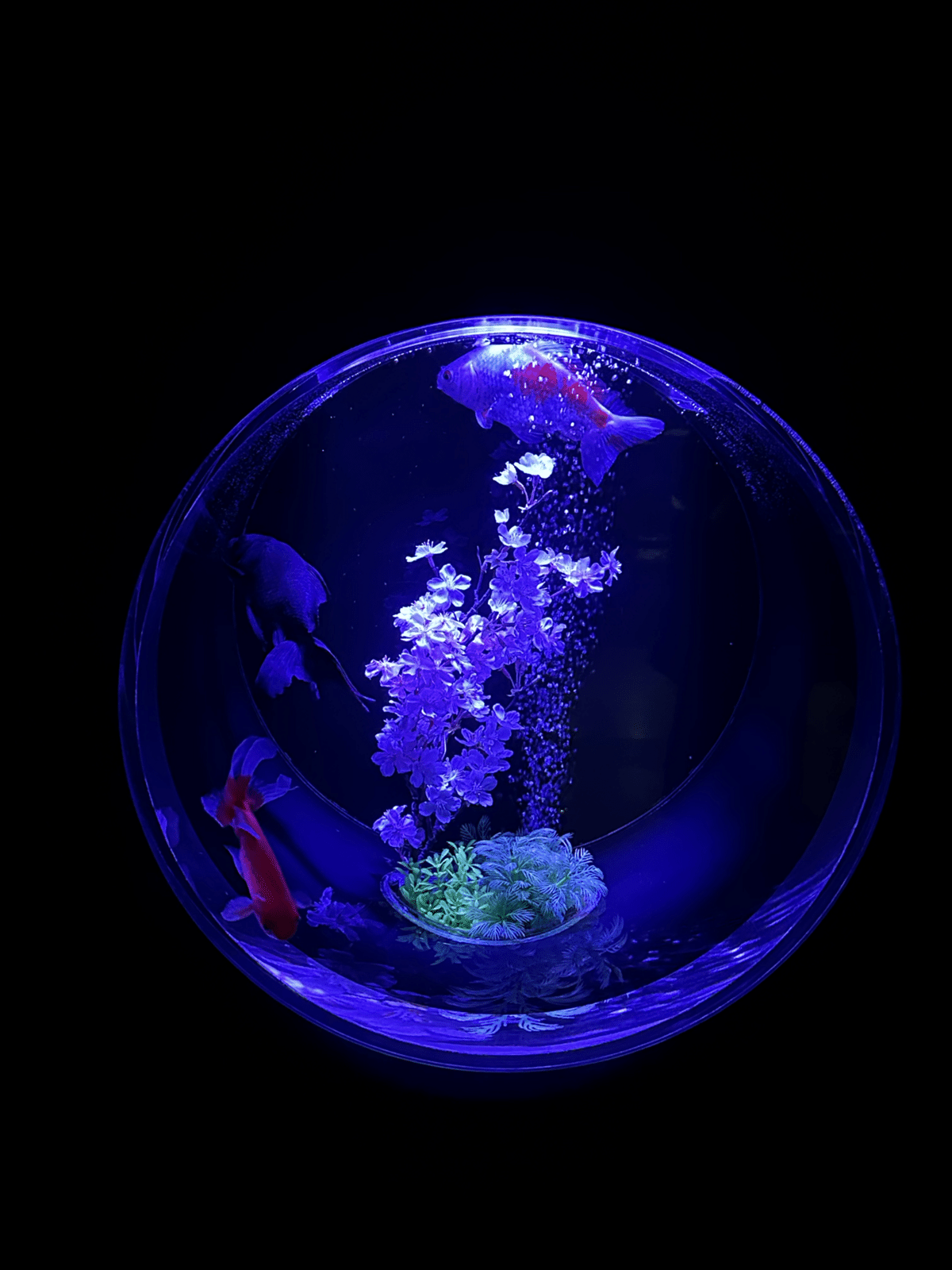 Amazon.co.jp: 金魚 (名著復刻養魚講座) : 窪田三朗, 大島泰雄