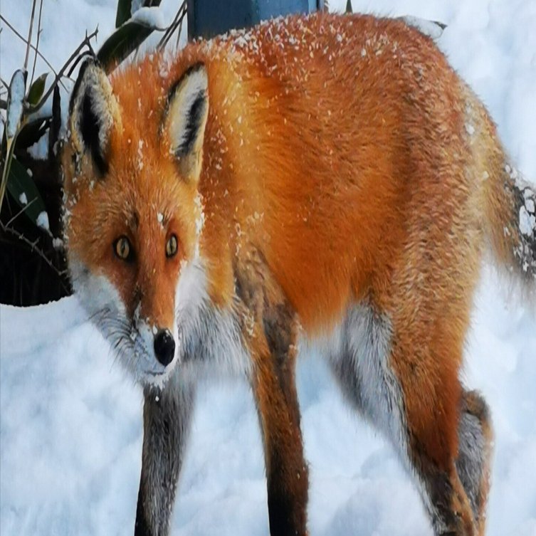 野狐（やこ）との遭遇～札幌市豊平区・天神山緑地にて（2022.12.29