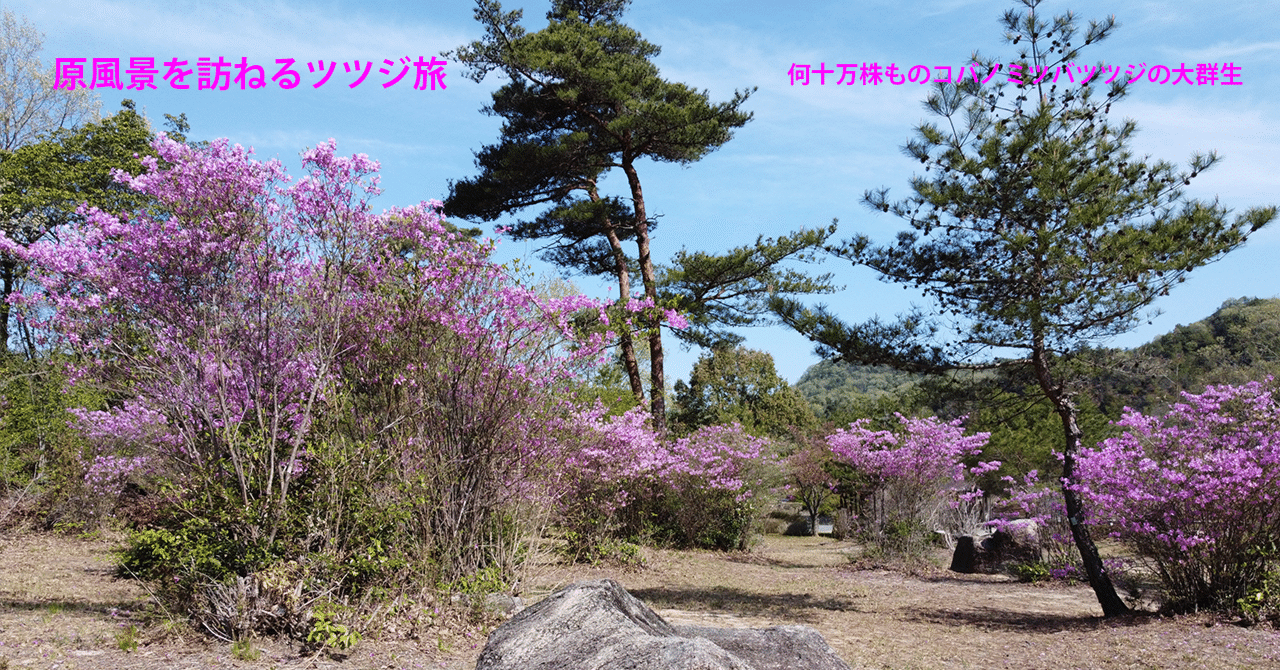 コバノミツバツツジ 大株