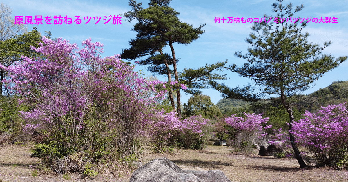 無二。。特大山採りミツバツツジ。 無二。。特大山採りミツバツツジ。