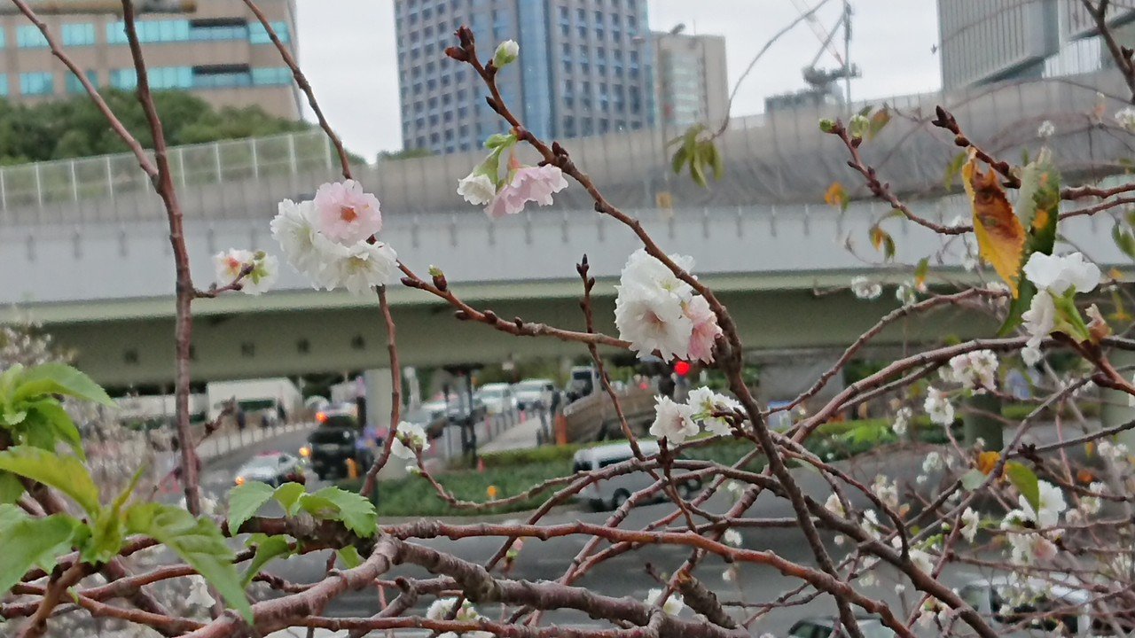 10月21日東京 赤坂の交差点 桜 が咲いている ぬぐみさん Note