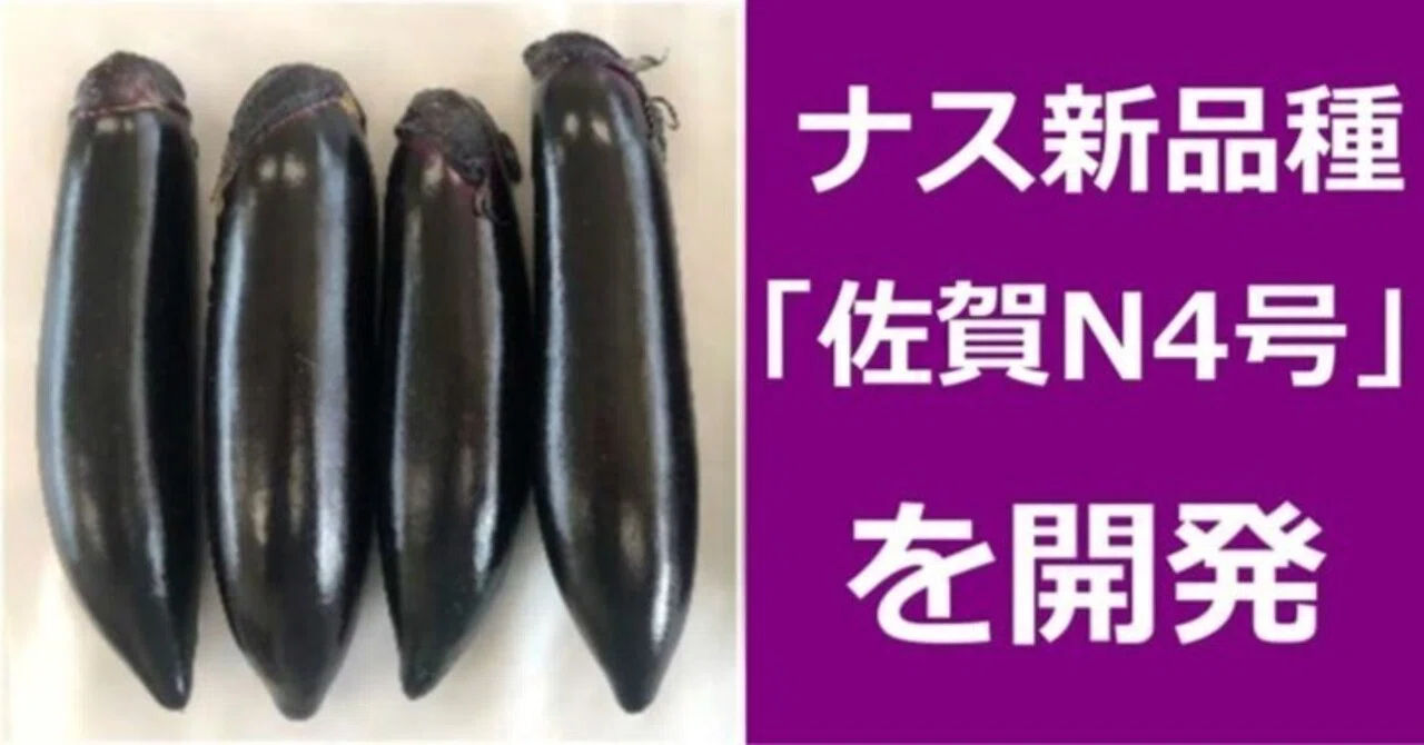 ナス新品種「佐賀N4号」｜公益社団法人佐賀県農業公社