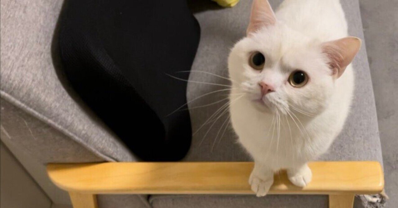 ちょっとオナラしただけなのに…」昭和のヤンキーばりに睨みつける猫