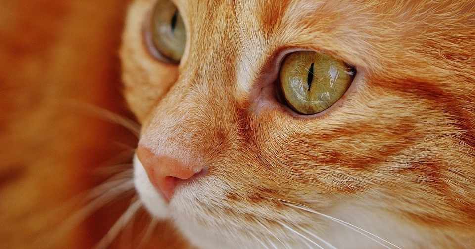 気まぐれなツンデレ猫と人間の歴史 J Cats Note