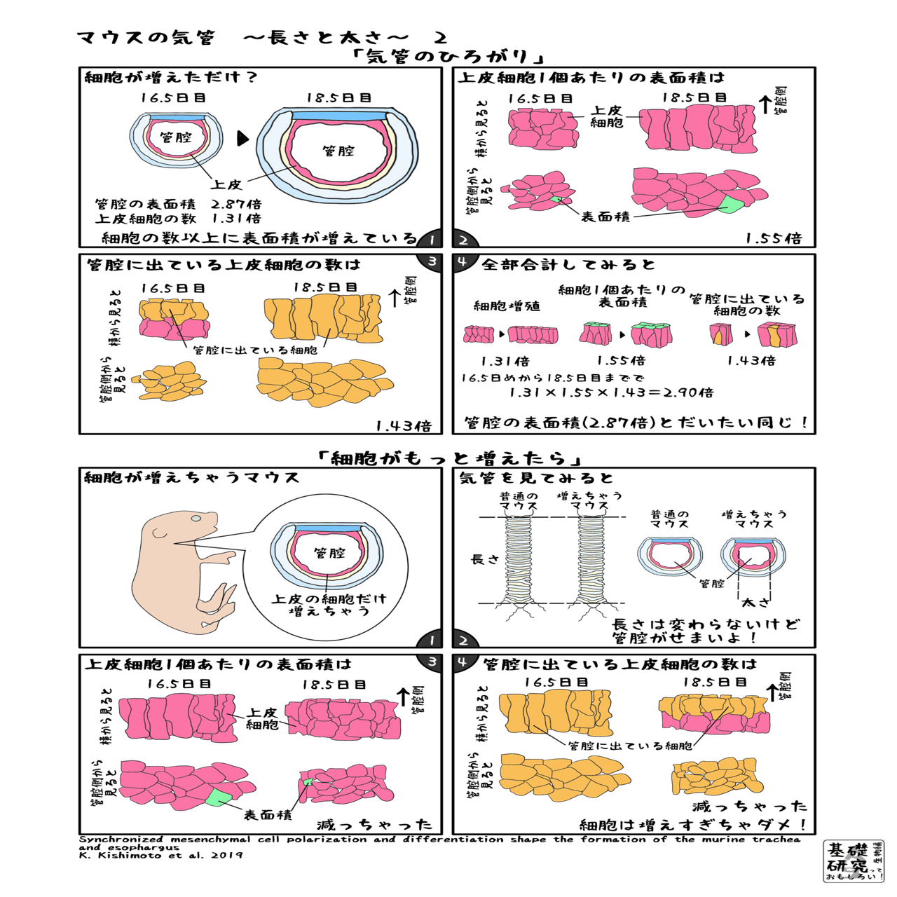 食道と気管の図