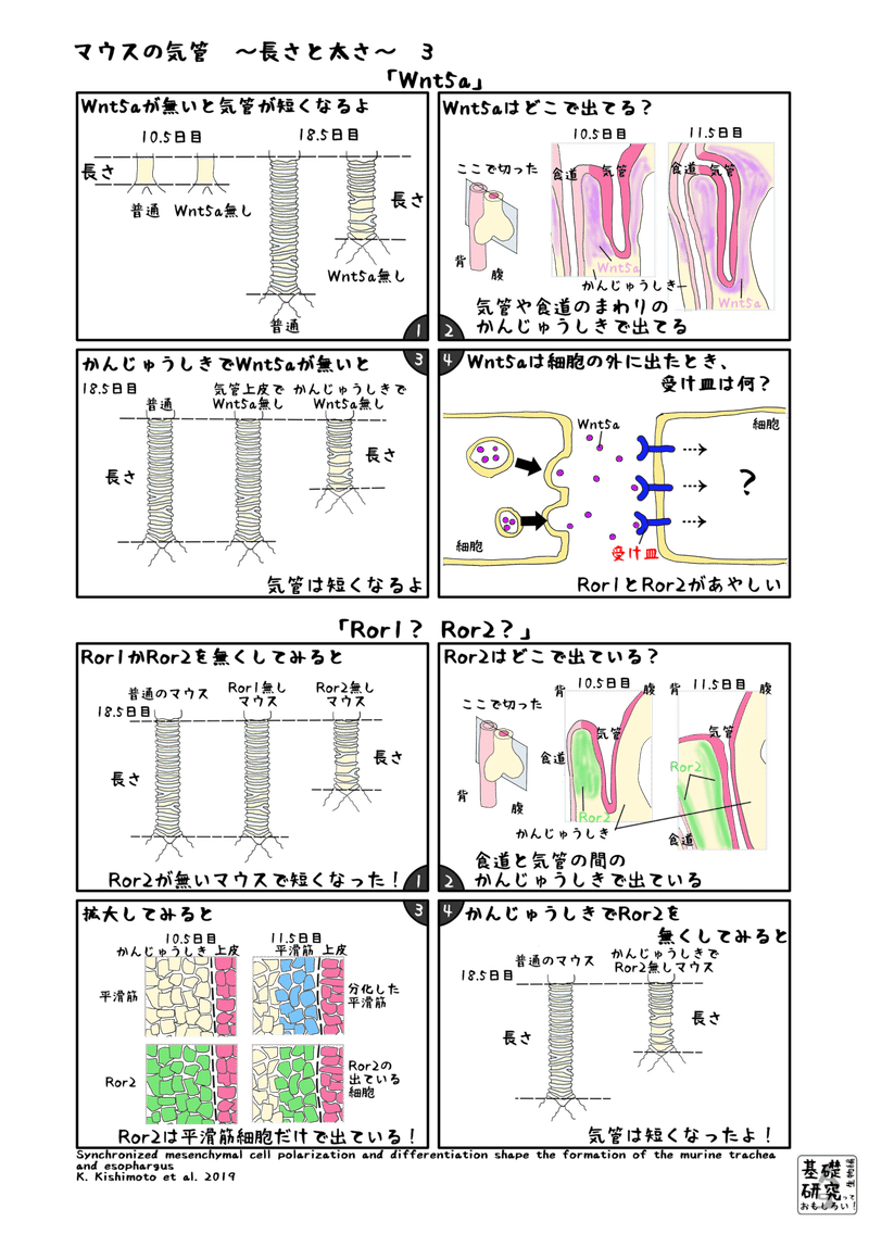 マウスの気管 長さと太さ かわいせーざん 基礎研究っておもしろい 生物編 Note