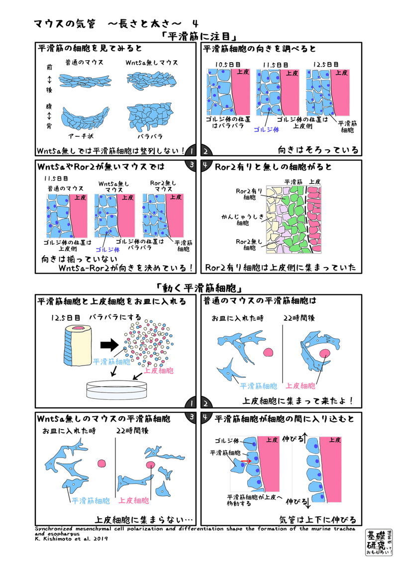 マウスの気管 長さと太さ かわいせーざん 基礎研究っておもしろい 生物編 Note マウスの気管 長さと太さ かわいせーざん 基礎研究っておもしろい 生物編 Note