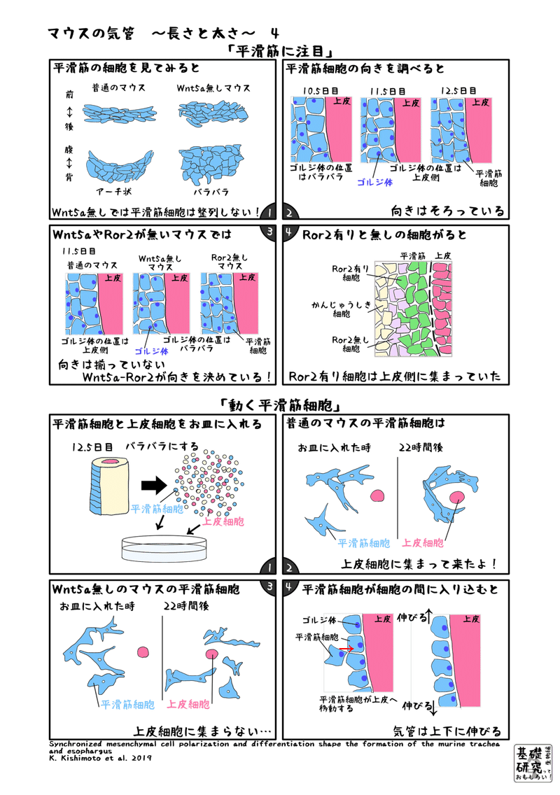 マウスの気管 長さと太さ かわいせーざん 基礎研究っておもしろい 生物編 Note