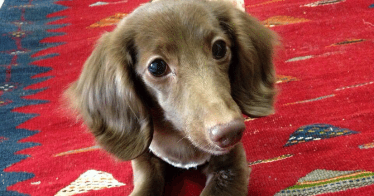 我が家の愛犬(14歳♀)が使い古したクッション。 まぶし 