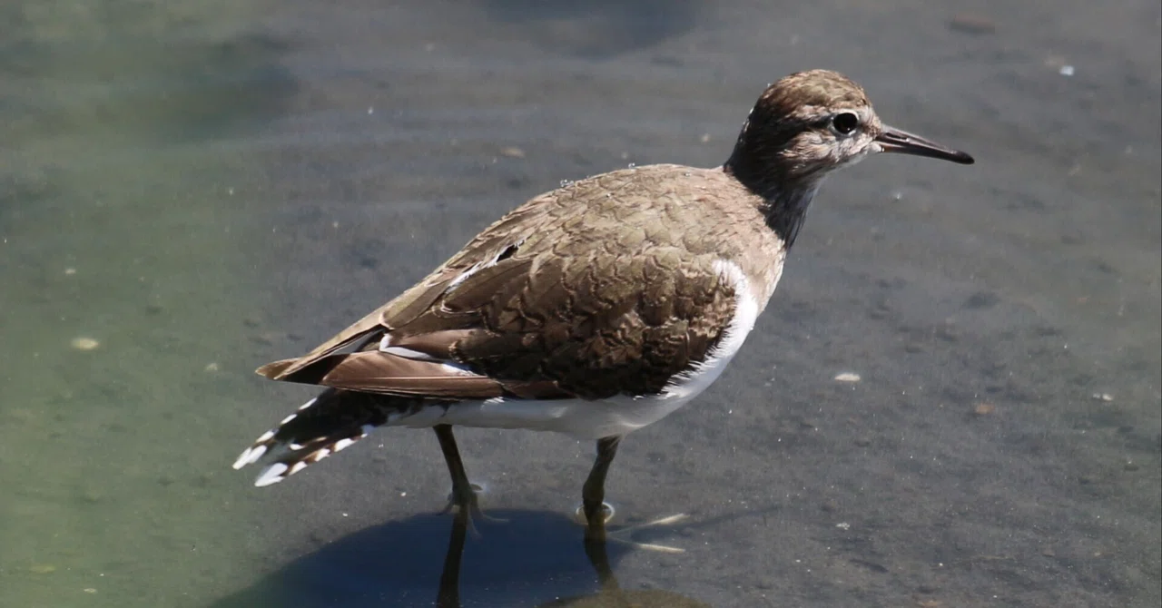 野鳥観察プチ：】2024.9.6 世界シギ・チドリの日（改訂版）｜あおさぎ。