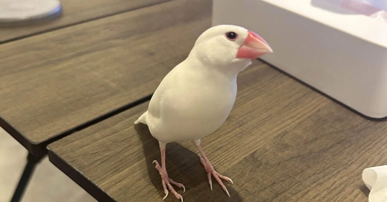 We welcomed a new Java sparrow 🕊️ | Diary from 8/24 to 9/6｜岩田悠里