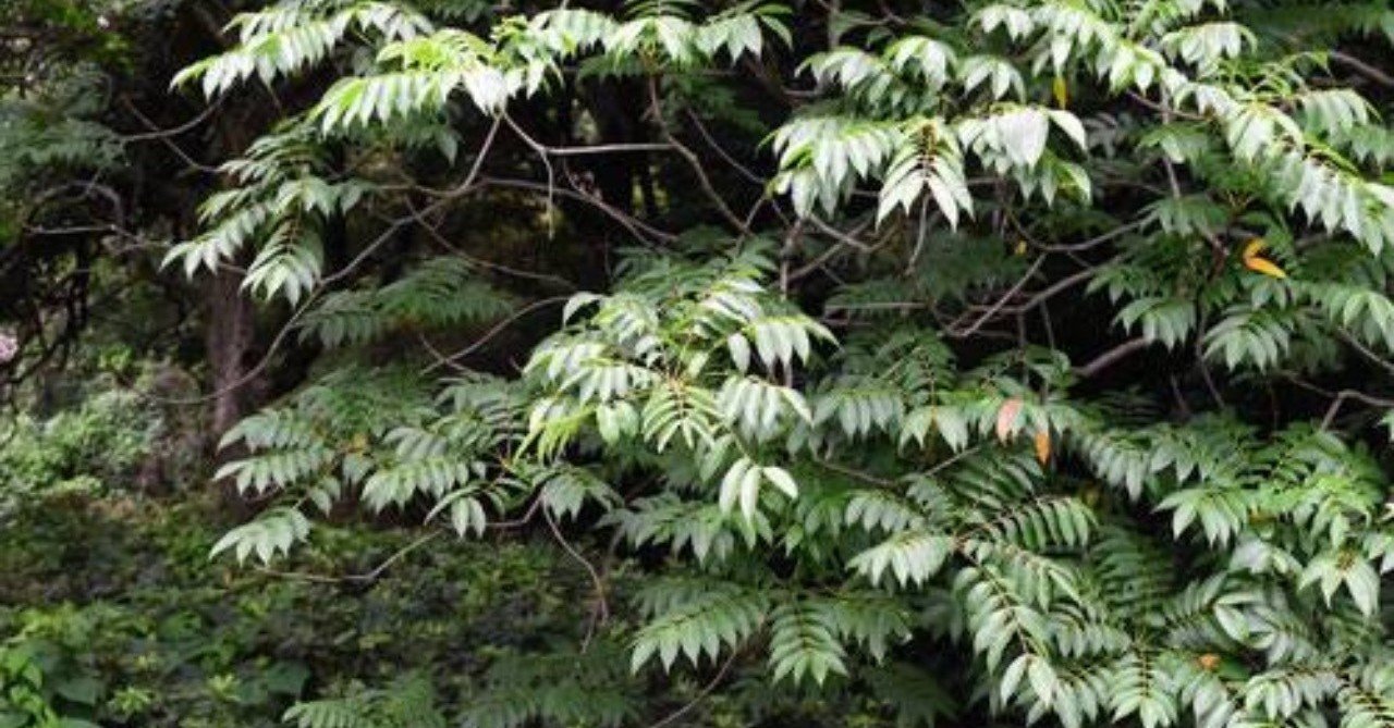 第595回 ハゼの木に集まる野鳥たち 翆野 大地 Note 第595回 ハゼの木に集まる野鳥たち 翆野 大地 Note