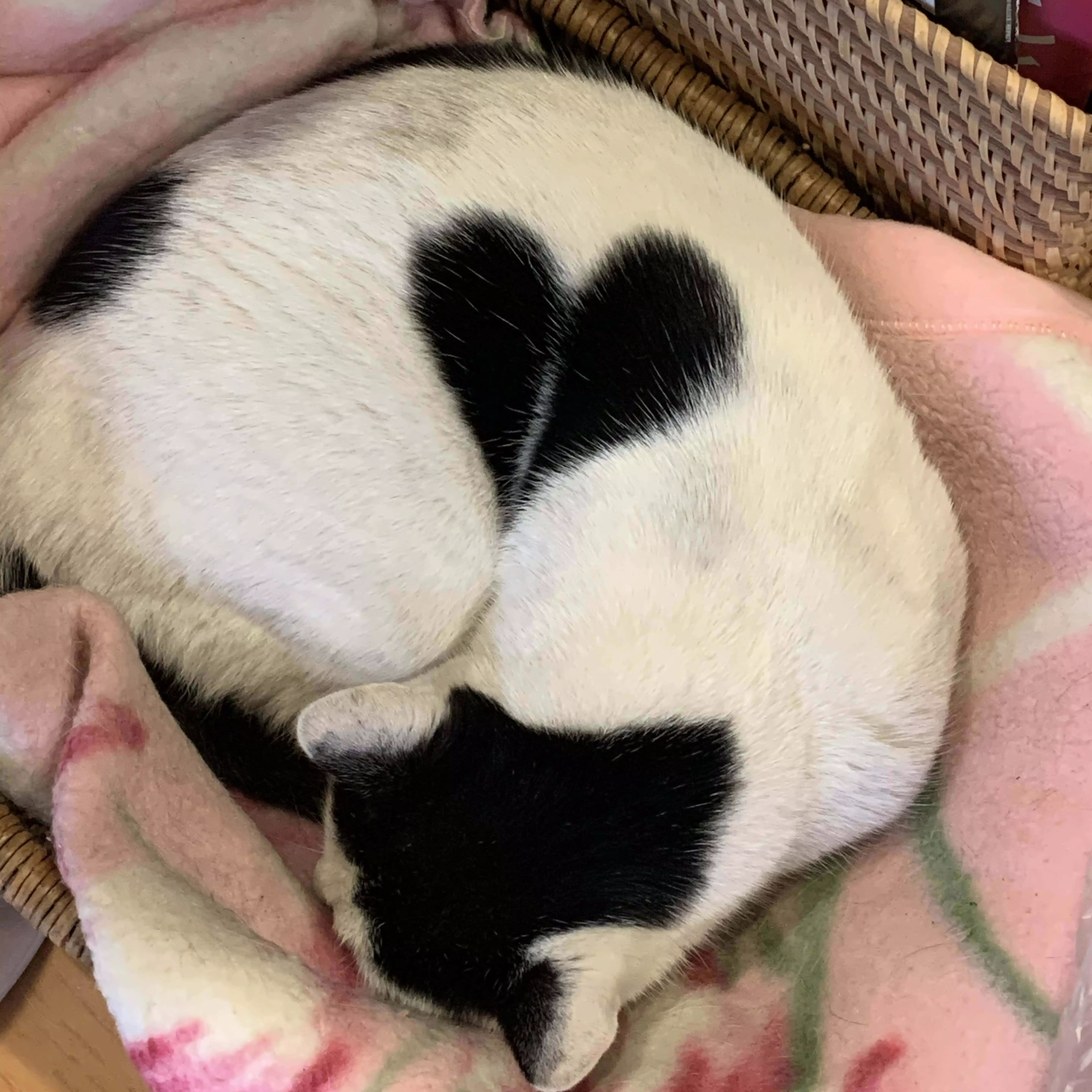 くらこ