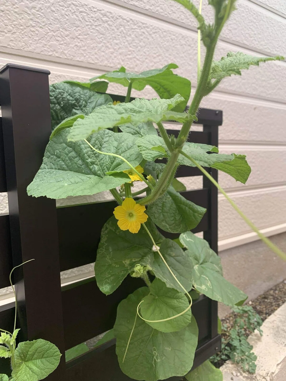 庭に生えてきた謎の植物と暮らす｜霜村夕季|らっちょ