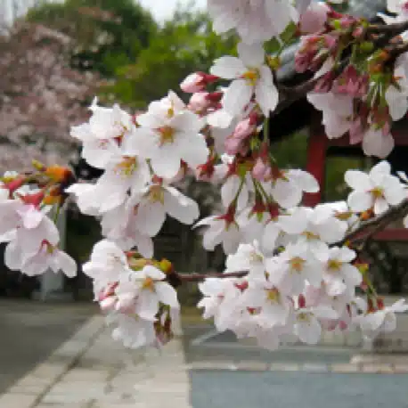 Sakuriri
