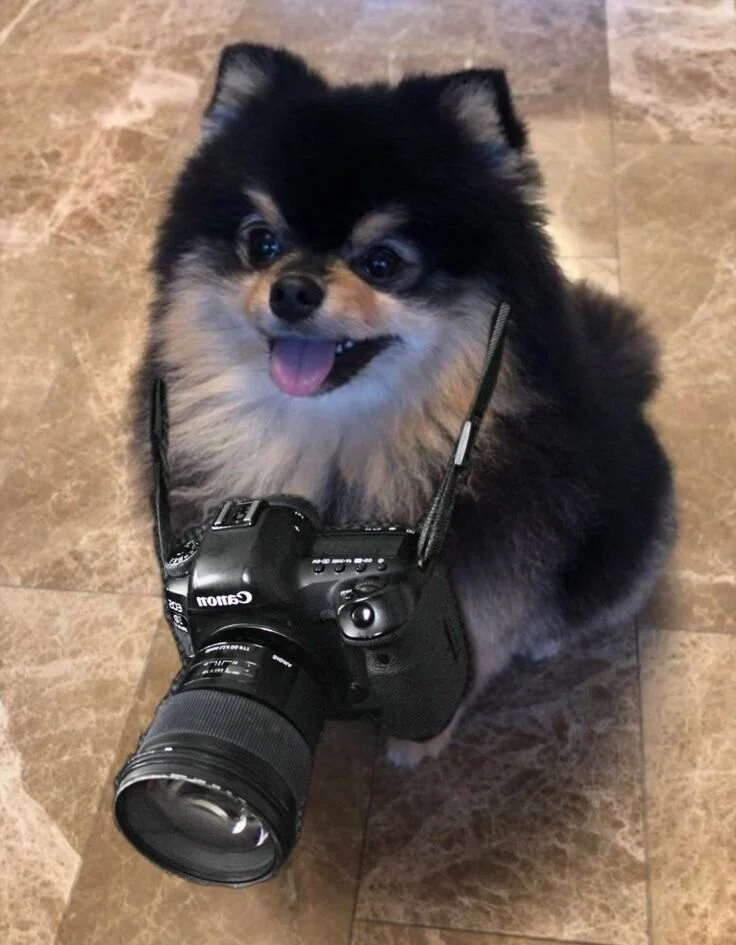 今日はテテの愛犬・ヨンタンのお誕生日！ ご主人と一緒にステージ