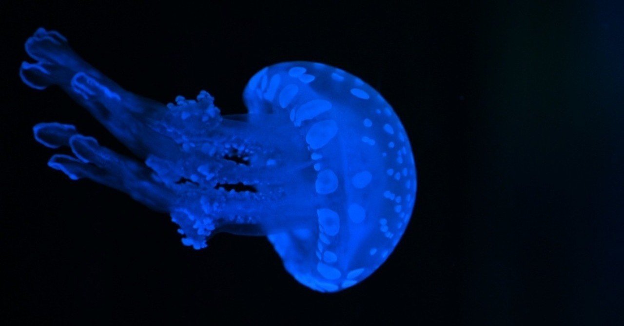 クラゲの飼育は大変難しいことはそちらも十分お分かりかと思いますがミズクラゲ とタコクラゲをこのような小さい水槽で同時に飼育すると根口クラゲ目であるタコクラゲのほうがミズクラゲの出す粘液により弱って先に死ん 小町 Note クラゲの飼育は大変難しいことはそちらも十分お分かりかと思いますがミズクラゲ とタコクラゲをこのような小さい水槽で同時に飼育すると根口クラゲ目であるタコクラゲのほうがミズクラゲの出す粘液により弱って先に死ん 小町 Note