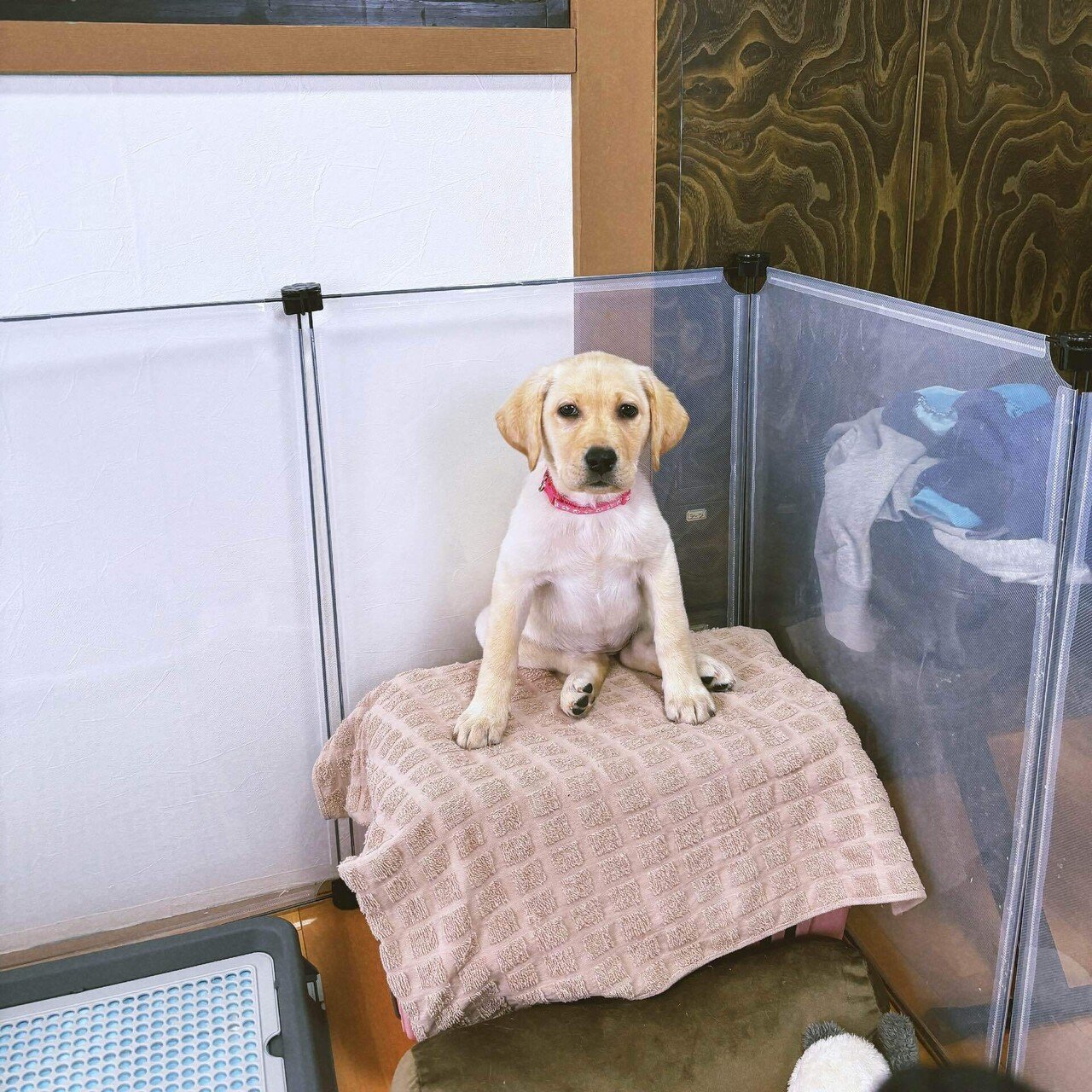 ラブラドールレトリバー】花写真館 生後3ヶ月 2024年2月｜Hinata