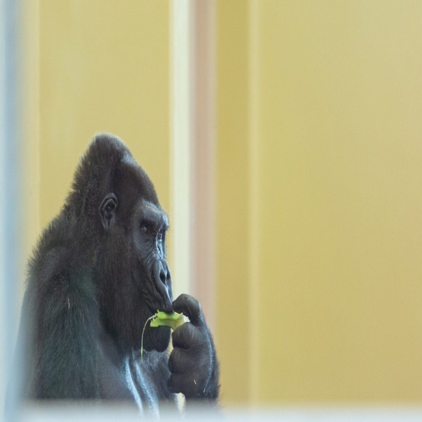 愛するパワーで生きる。 スーパーゴリラレディ ネネさん（国内最高齢