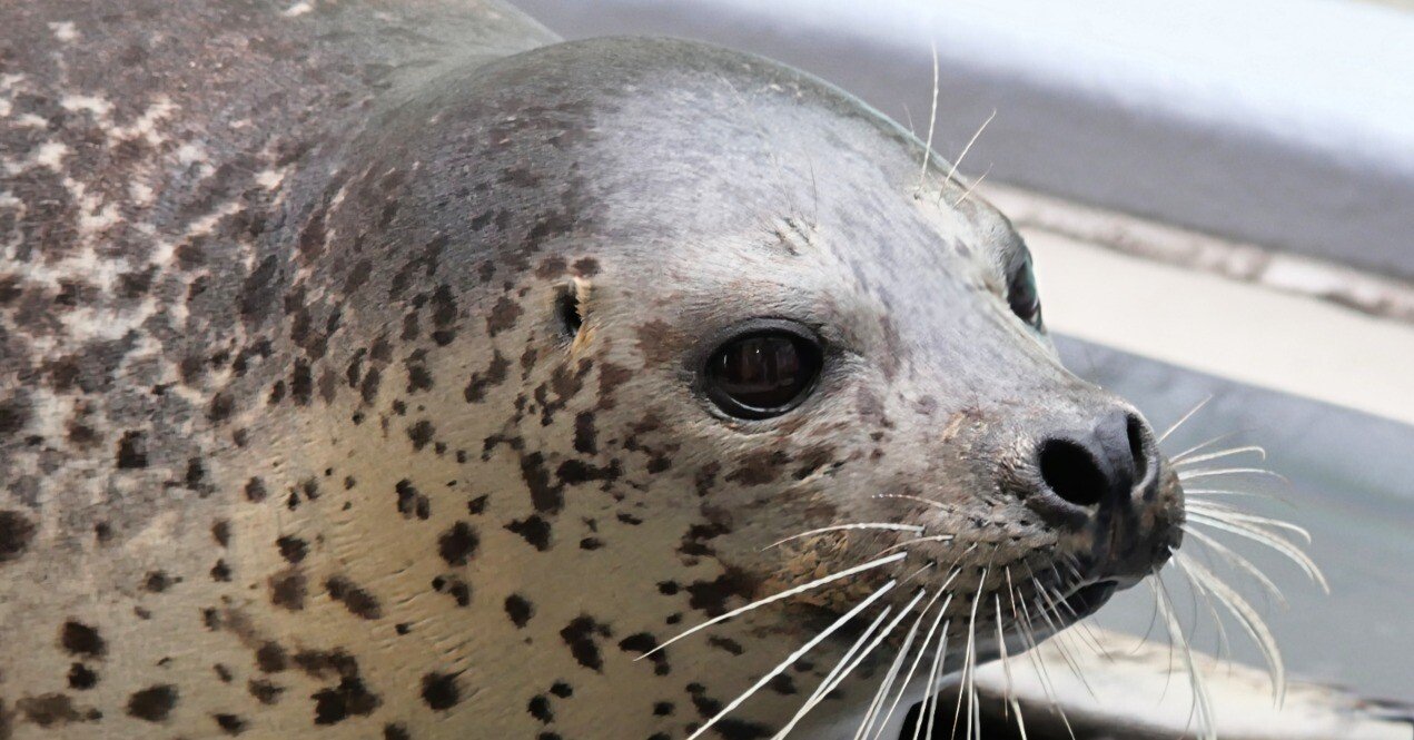 アザラーがアザラシを愛しているポイントを語るnote｜ベッチ