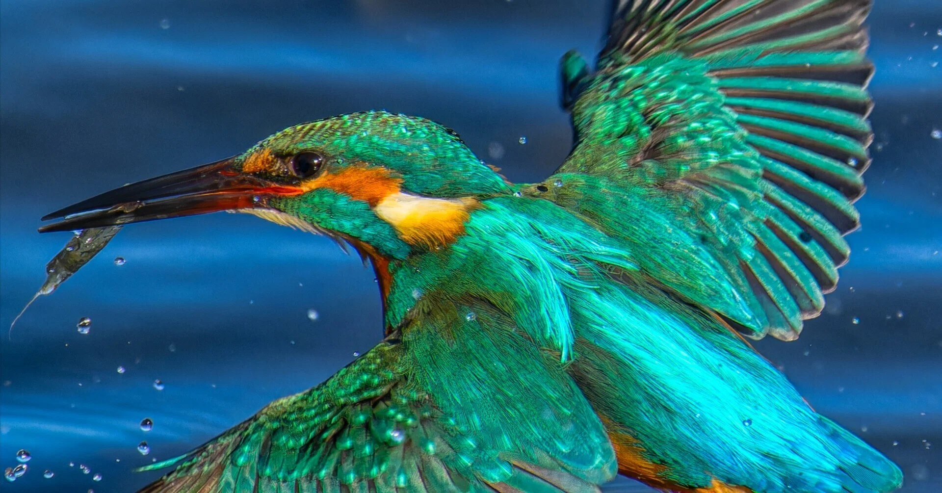 機材】Nikon Z9野鳥撮影Ver2024.09｜ゆる写