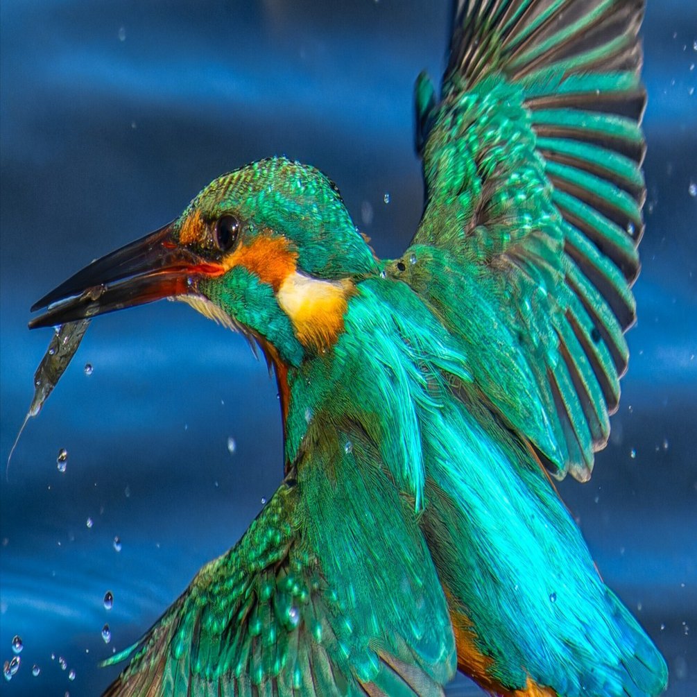 機材】Nikon Z9野鳥撮影Ver2024.09｜ゆる写